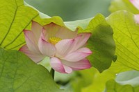 Lotus Flower Fine Art Print