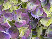 Close-Up Of A Lacecap Hydrangea Fine Art Print