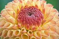 Dahlia Fine Art Print