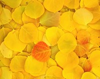 Fallen Aspen Leaves Fine Art Print