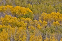 Fall Aspens Fine Art Print