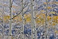 Rocky Mountains Aspen Grove Autumn Snows, Keebler Pass, Colorado Fine Art Print