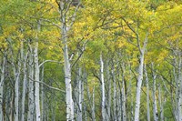 Autumn Aspens In Mcclure Pass In Colorado Fine Art Print
