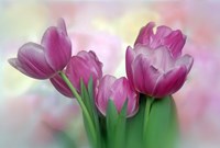 Pastel Pink Blooming Tulips Fine Art Print