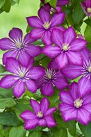 Ville De Lyon Clematis Fine Art Print