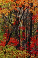 Autumn Foliage At Acadia National Park, Maine Fine Art Print