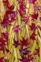 Japanese Maple Leaves Fallen On Japanese Forest Grass Fine Art Print