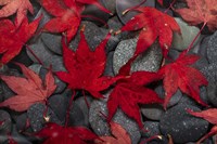 Japanese Maple Leaves On River Rocks Fine Art Print