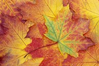 Maple Leaf Pattern Fine Art Print