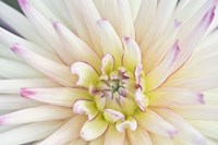 Dahlia Close-Up Fine Art Print