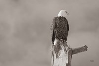 Eagle Perch Framed Print