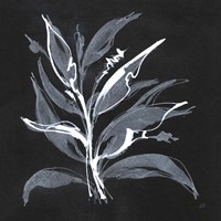 Chalkboard Branch II Fine Art Print