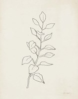 August Branch I Framed Print