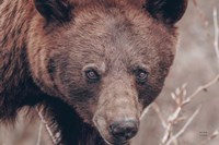 Bear Portrait Fine Art Print