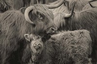 Highland Cow Under Cover Neutral Fine Art Print