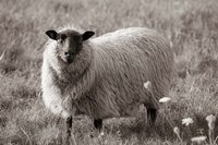 Sepia Sheep Fine Art Print