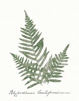 Vintage Ferns XI no Border White Framed Print