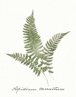Vintage Ferns X no Border White Fine Art Print