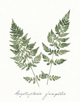 Vintage Ferns VII no Border White Framed Print