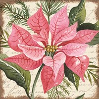 Pink Poinsettia Botanical Framed Print