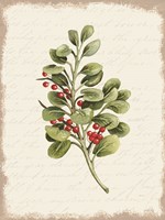 Berries Christmas Botanical Fine Art Print