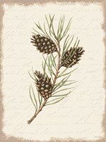 Pine Cone Botanical I Framed Print