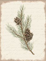 Pine Cone Botanical II Framed Print