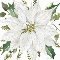 White Poinsettia Framed Print