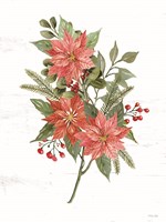 Poinsettia Christmas Botanical Framed Print
