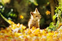 Falling Leaves Fox Fine Art Print