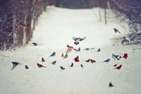 Feathered Friends Birds in Snow Fine Art Print