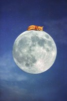 Fox Sleeping on Moon Framed Print