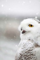 Snowy Owl in the Snow Fine Art Print
