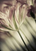 White Stargazers 1 Fine Art Print