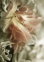 White Stargazers 2 Fine Art Print