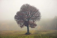 Tree In The Mist Framed Print