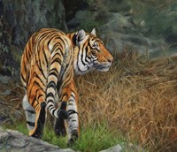 Indo Chinese Tiger Fine Art Print