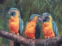 3 Macaws Framed Print