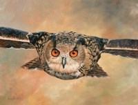Eagle Owl Framed Print