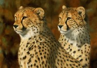 Cheetah Bros Fine Art Print