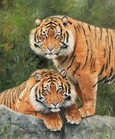 Pair Of Sumatran Tigers Fine Art Print