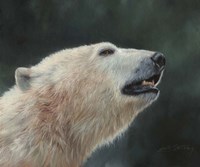 Polar Bear Portrait Fine Art Print