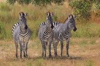 Three Zebras South Luangwa Fine Art Print
