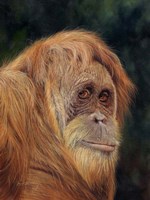 Orangutan Fine Art Print