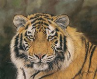 Amur Tiger Portrait Fine Art Print