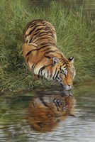 Tiger At Waters Edge Fine Art Print