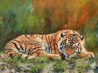 Amur Tiger Laying Down Fine Art Print