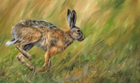 Wild Hare Running Fine Art Print