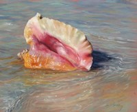 Conch Shell Fine Art Print