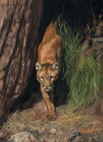 Mountain Lion Fine Art Print